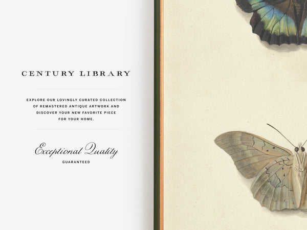 Vintage Butterfly Print - Antique Entomology Illustration