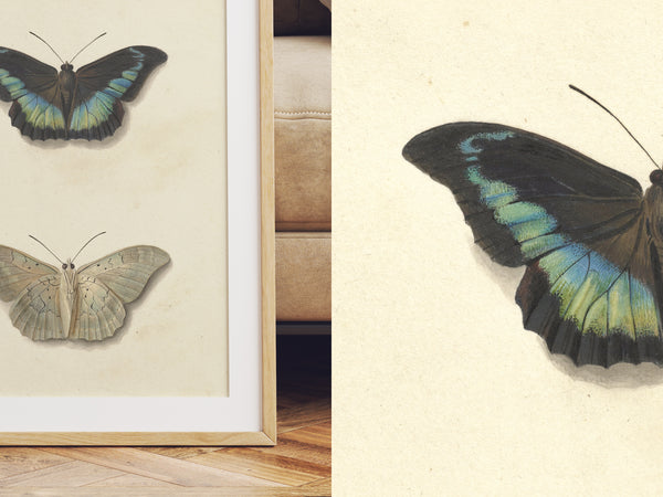 Vintage Butterfly Print - Antique Entomology Illustration