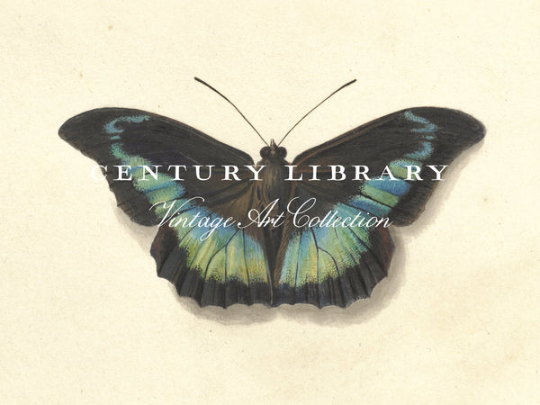 Vintage Butterfly Print - Antique Entomology Illustration