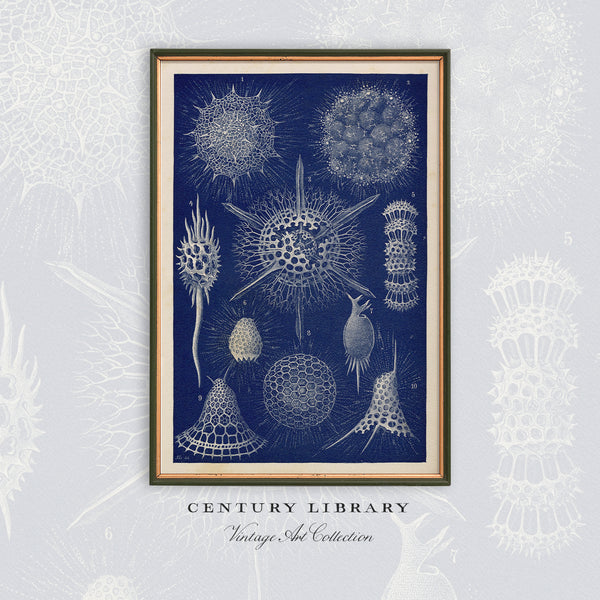 Radiolarians - 1904 Natural History Print