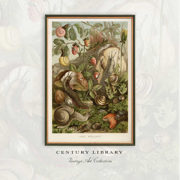 A framed vintage-style botanical illustration featuring land mollusks and snails, displayed against a light gray floral background with the text 'CENTURY LIBRARY' and 'Vintage Art Collection' below.