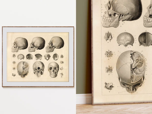 A framed vintage-style anatomical print showing multiple skull illustrations, displayed on a light wall alongside a larger matching print leaning against a wall.