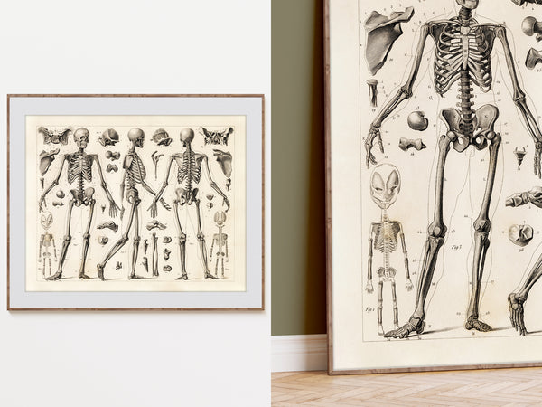 Framed vintage-style anatomical skeleton wall art shown hanging on a white wall and leaning against a wall on a wood floor. The print features multiple black skeletal illustrations on an off-white background with a light wood frame.