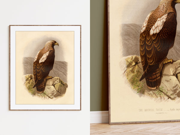 Antique Natural History Print of The Imperial Eagle