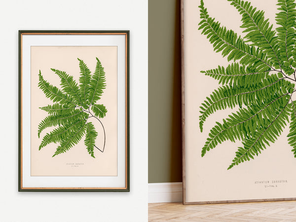 Antique Fern Botanical Print