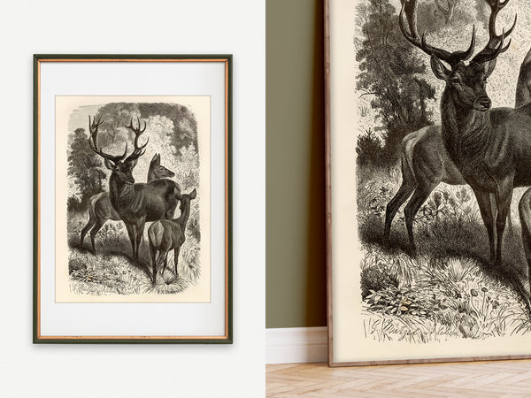 Red Deer Family - 1877 Lithograph Reprint
