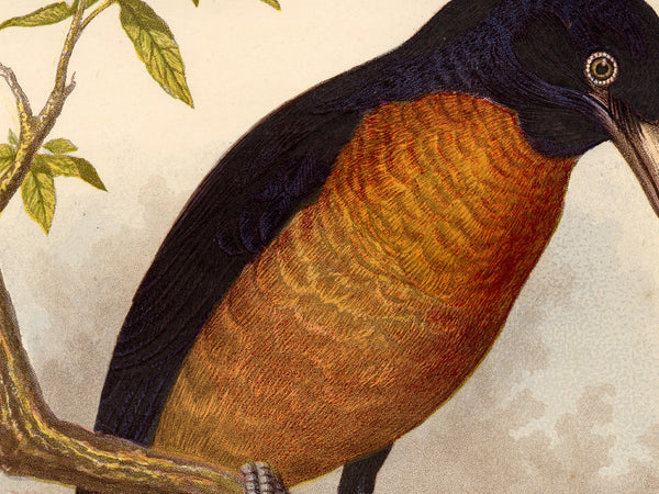 Antique Natural History Print of The Oronoko Coracina