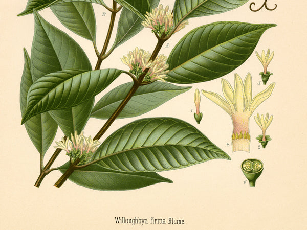 Vintage botanical illustration of a Willoughbnya firma bloom, showing green leaves, pale yellow flowers, and detailed cross-sections on a cream-colored background.