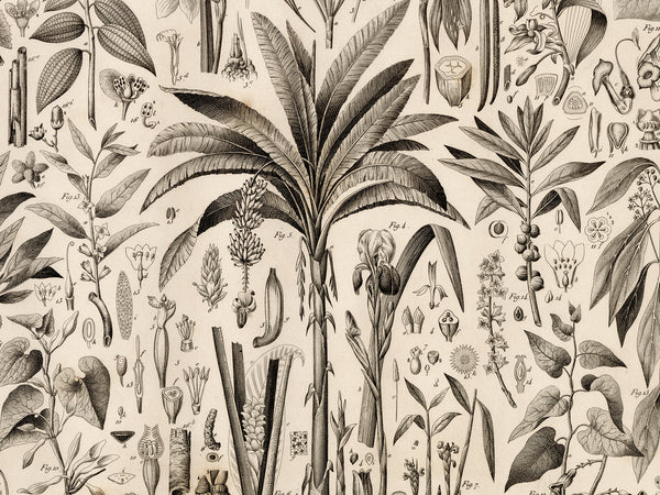 Vintage botanical illustration featuring a central palm tree surrounded by detailed drawings of leaves, flowers, fruits, and plant parts in black ink on a warm cream background.