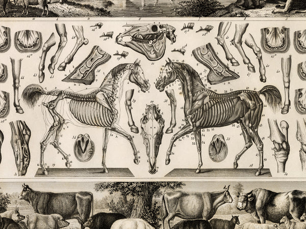 An antique-style anatomical illustration print showing horse skeletons, legs, hooves, and skull details, with cow and sheep illustrations along the bottom border.