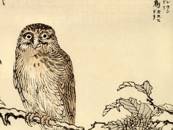 Kono Bairei 1888 Woodblock Print - Owl on Branch