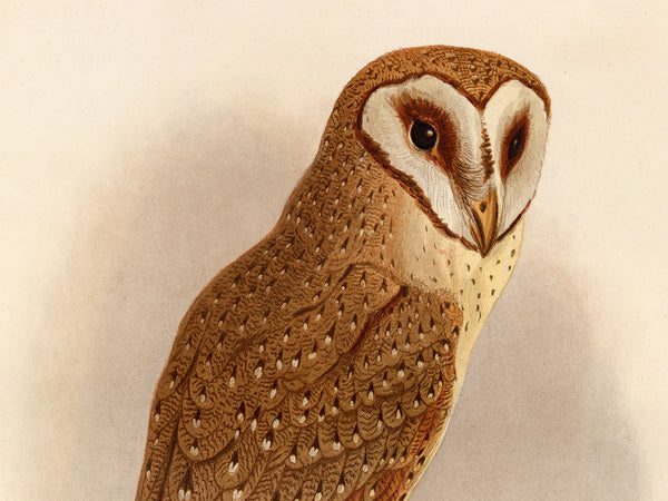 A detailed bird illustration of a barn owl in profile, showing intricate brown and cream feather patterns against a soft beige background.