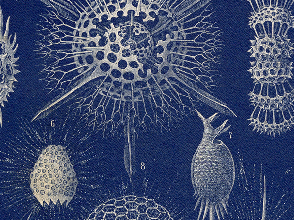 Radiolarians - 1904 Natural History Print