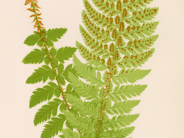 A botanical illustration of a green fern frond with brown sori, set against a solid cream-colored background.