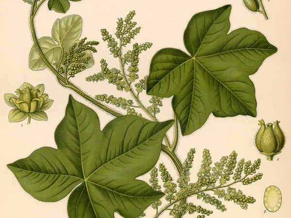 Vintage botanical illustration featuring green leaves, flowering buds, and seed pods on a cream-colored background.