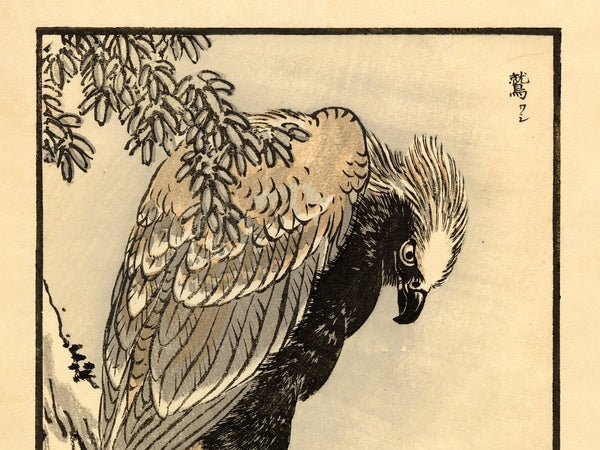 Kono Bairei 1888 Woodblock Print - Bird of Prey