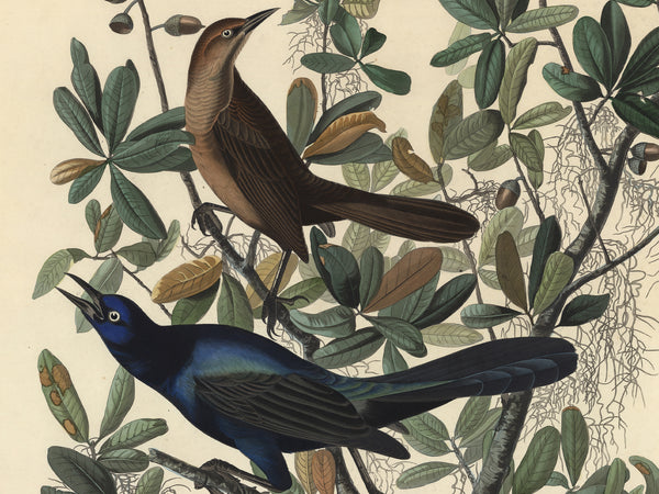 Vintage-style bird illustration featuring two birds perched among green and brown leaves on a cream background. The upper bird is brown with a long tail, and the lower bird is dark blue-black with a long tail.