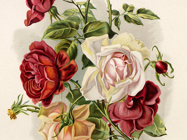 Vintage botanical illustration of a rose bouquet featuring red, cream, and pink roses with green leaves on a light beige background.