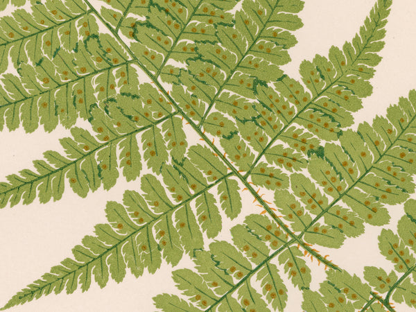 A close-up botanical print of a green fern frond with small orange-brown spore capsules, set against a warm cream background.