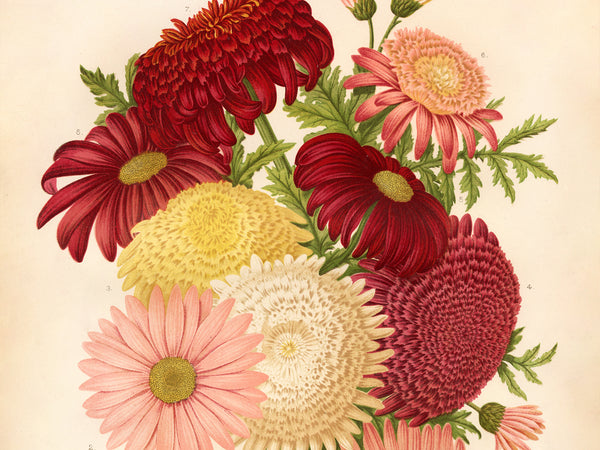 Vintage botanical illustration of a flower bouquet featuring red, pink, yellow, and cream chrysanthemums with green leaves on a warm cream background.