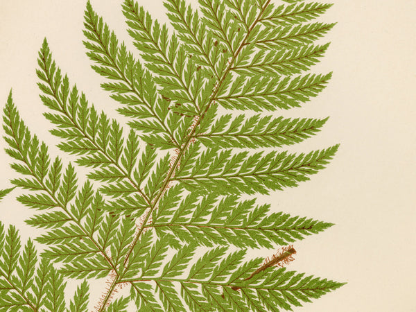 Antique Fern Botanical Print (Aspidium hispidum)