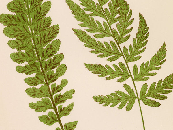 A botanical illustration of two green fern fronds on a warm cream background.