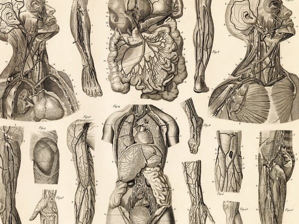 Vintage Human Anatomy Poster - Vascular System
