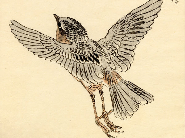 Kono Bairei 1888 Woodblock Print - Bird Taking Flight