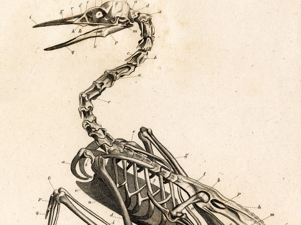 Anatomy of a Bird No.2 - Early 1800's Lithograph Reprint