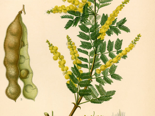 Gum Arabic Tree (Acacia Senegal) - 1860 Botanical Reprint