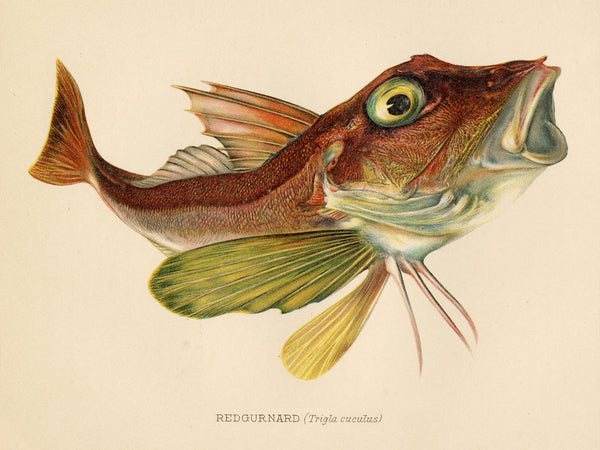 Red Gurnard (Trigla Cuculus) Vintage Natural History Print