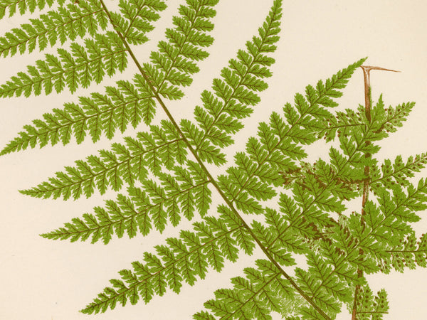 A close-up botanical photograph of a green fern frond with detailed pinnalets on a warm off-white background.