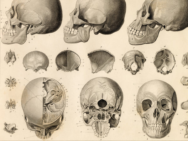 Vintage anatomical illustration sheet showing multiple views of human skulls and craniums in grayscale on a warm cream background.