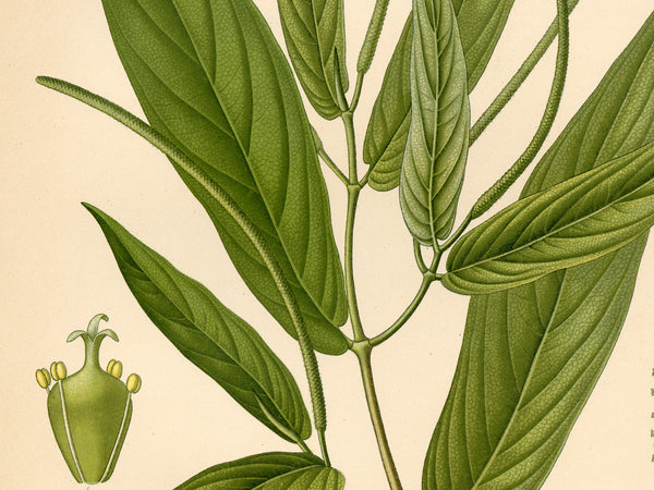 Vintage botanical illustration featuring green leaves and stems on a cream background, with a small inset detail of a green flower bud with yellow accents.