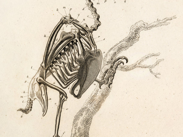 Anatomy of a Bird - Early 1800's Lithograph Reprint
