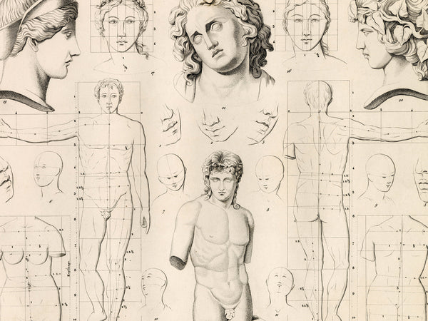 Vintage-style anatomical art print featuring detailed pencil sketches of human figures, heads, and muscular anatomy arranged in a grid on aged cream paper.