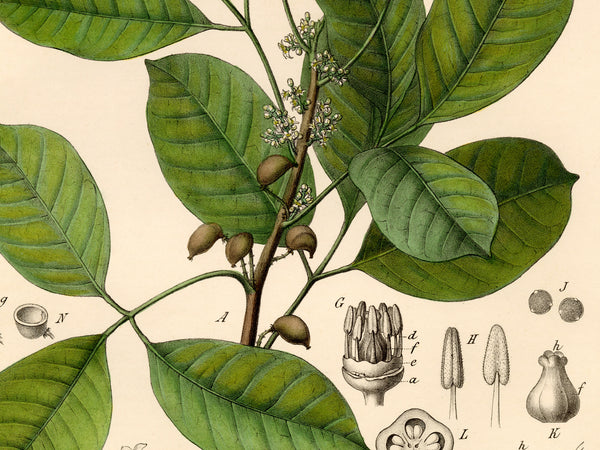 Vintage botanical illustration of a leafy branch with green oval leaves, small white flowers, and brown acorns on a cream background, with small anatomical detail labels at the lower right.