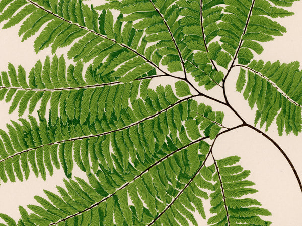 Antique Fern Botanical Print