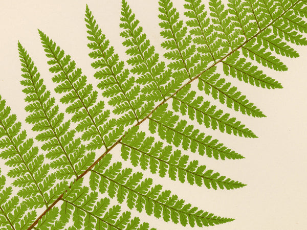 A close-up botanical photograph of a green fern frond with detailed pinnae on a warm cream background.