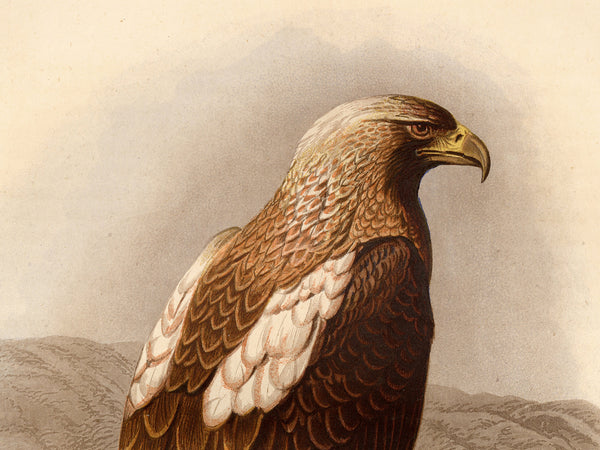 Antique Natural History Print of The Imperial Eagle