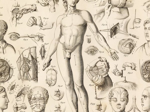 Vintage anatomical illustration print featuring a central male nude figure with detailed muscle and internal organ diagrams, surrounded by smaller anatomical studies on an aged cream background.