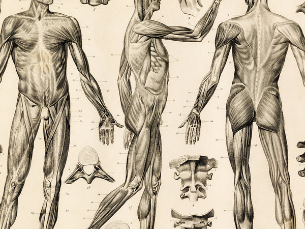 Vintage anatomical illustration print showing human musculature from multiple angles, including front, back, and side views of a muscular male figure, with small bone detail drawings on a cream background.