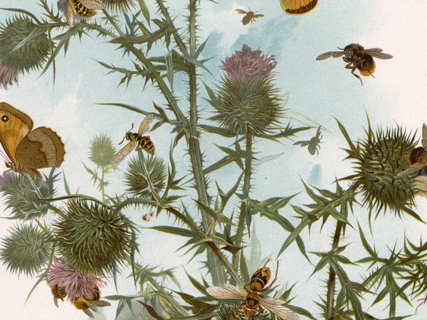 Vintage-style botanical illustration featuring eurasian thistle plants with spiky green leaves, pink-purple flower heads, flying bees, and butterflies on a pale blue background.