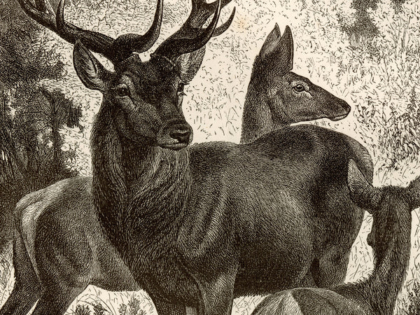 Red Deer Family - 1877 Lithograph Reprint