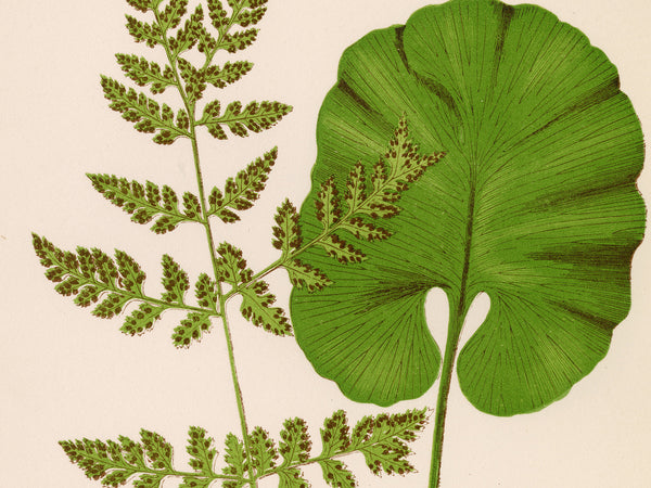 Antique Fern Botanical Print - Vintage Hart's Tongue & Bladder Fern Wall Art