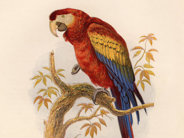 A vintage-style illustration of a large parrot perched on a tree branch, with red, yellow, and blue feathers on a plain light background.