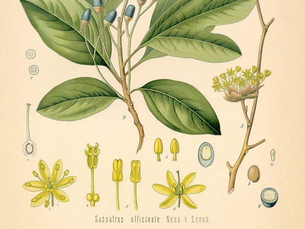 Sassafras Officinale Medicianl Plant - Botanical Print
