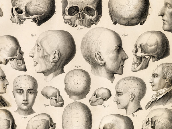 Vintage anatomical illustration sheet featuring multiple grayscale drawings of human skulls, craniums, and profile heads with labeled figures, arranged on a light beige background.