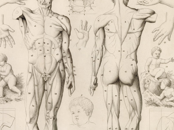 Theory of the Art of Drawing Human Anatomy - Vintage Restored Print