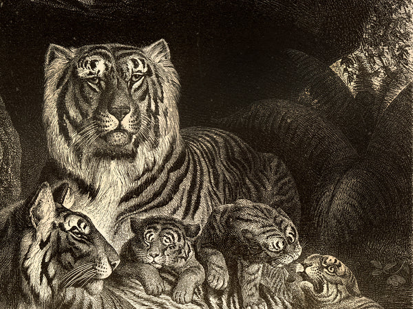 A Family of Tigers - Beautiful 1877 Lithograph Reprint